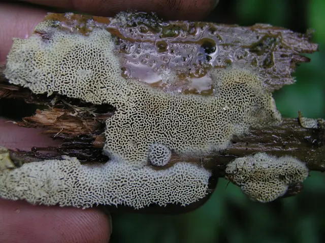Anomoporia bombycina (Anomoporia bombycina), photo