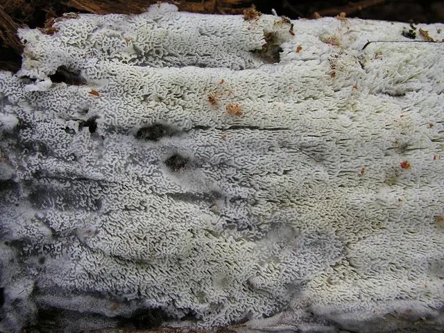 Anomoporia kamtschatica (Anomoporia kamtschatica), photo