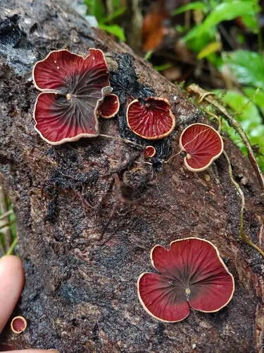 Anthracophyllum lateritium (Anthracophyllum lateritium), photo