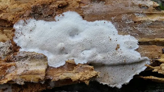 Antrodia sinuosa (Antrodia sinuosa), photo
