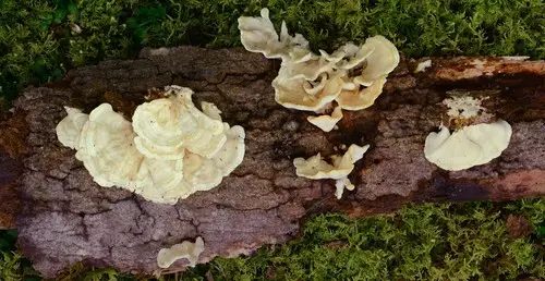 Antrodiella semisupina (Antrodiella semisupina), photo