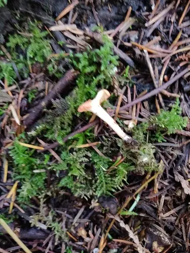 Pink Bubblegum Mushroom (Aphroditeola olida), photo
