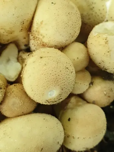 Pear-Shaped Puffball (Apioperdon pyriforme), photo