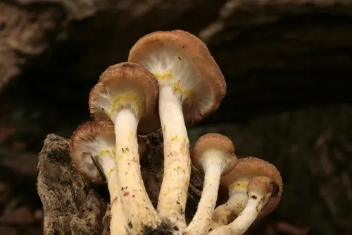 Bulbous Honey Fungus (Armillaria gallica), photo