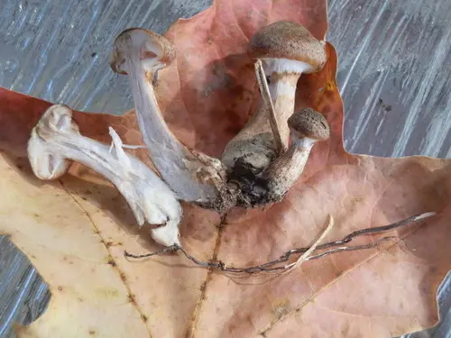 Armillaria gemina (Armillaria gemina), photo