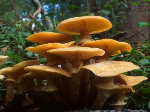 Honey Fungus (Armillaria mellea), photo