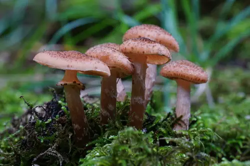 Dark Honey Fungus (Armillaria ostoyae), photo