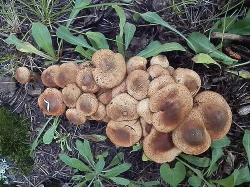 Armillaria solidipes (Armillaria solidipes), photo