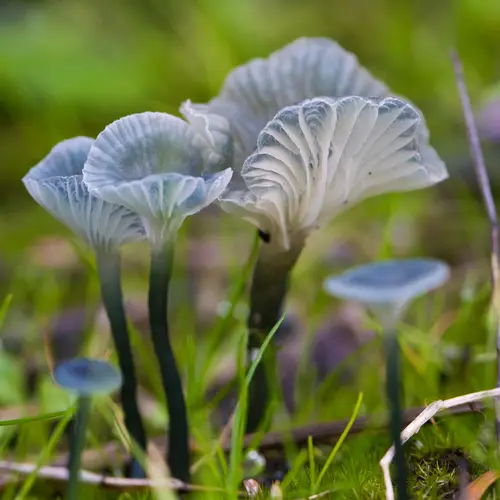 Verdigris Navel (Arrhenia chlorocyanea), photo