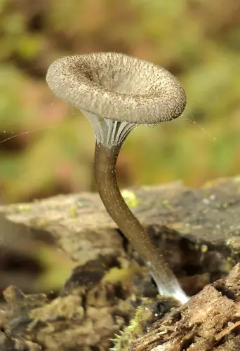 Brown Goblet (Arrhenia epichysium), photo