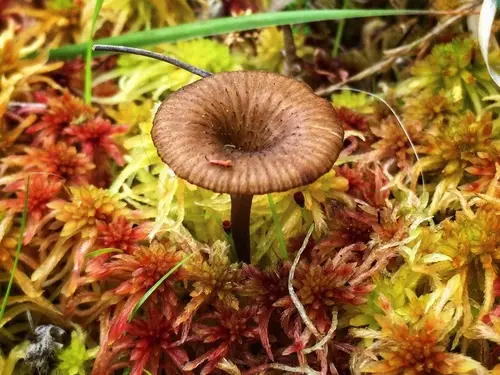 Arrhenia gerardiana (Arrhenia gerardiana), photo