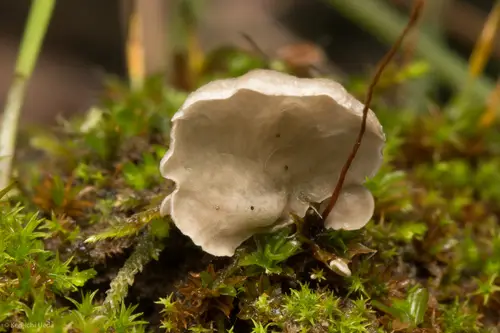 Small Moss Oysterling (Arrhenia retiruga), photo