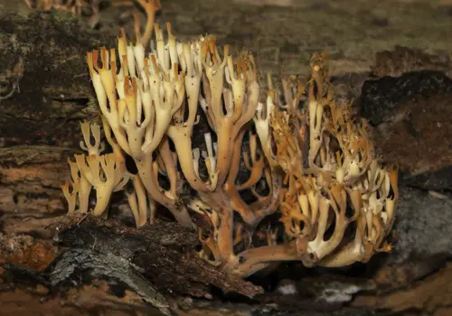 Crown-Tipped Coral (Artomyces pyxidatus), photo