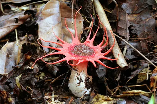 Anemone Stinkhorn (Aseroe rubra), photo