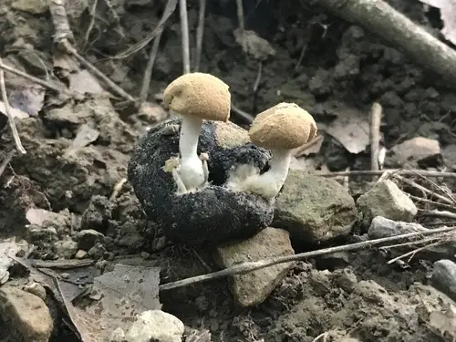 Pick-A-Back Toadstool (Asterophora lycoperdoides), photo