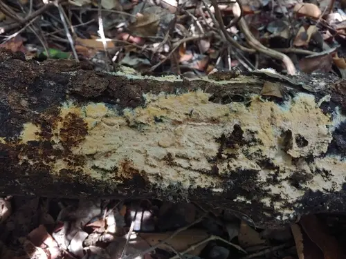 Fawn Starweb (Asterostroma cervicolor), photo