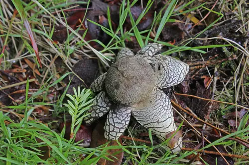 Barometer Earthstar (Astraeus hygrometricus), photo
