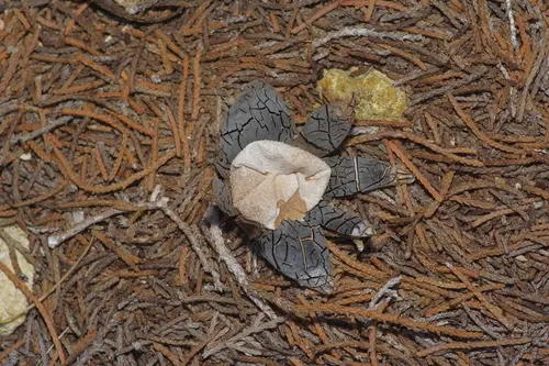 Astraeus morganii (Astraeus morganii), photo