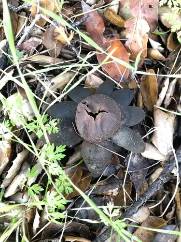 Giant Hygroscopic Earthstar (Astraeus pteridis), photo
