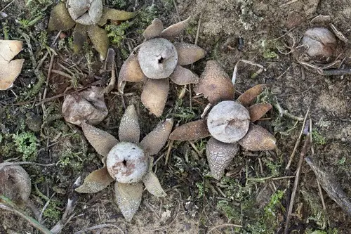 Smith's Earthstar (Astraeus smithii), photo