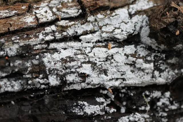 Athelia decipiens (Athelia decipiens), photo