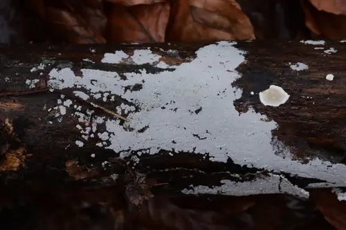 Athelia Fungus (Athelia epiphylla), photo
