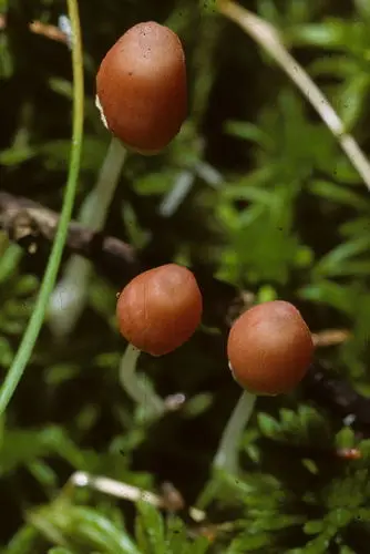 Atheniella amabillissima (Atheniella amabillissima), photo