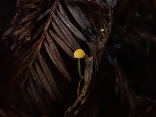 Tangerine Bonnet (Atheniella aurantiidisca), photo
