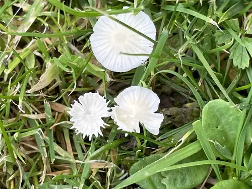 Ivory Bonnet (Atheniella flavoalba), photo