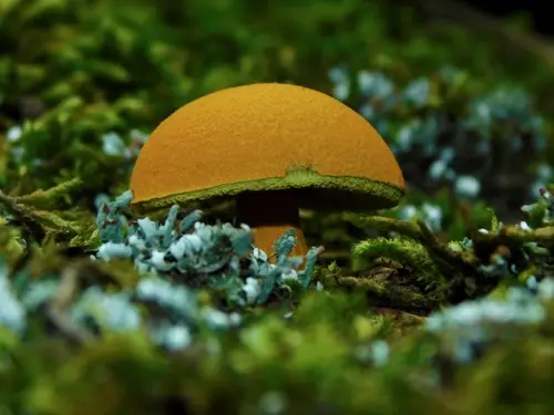 Flaming Gold Bolete (Aureoboletus auriflammeus), photo
