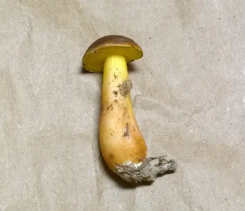 Acidic Gold-Pored Bolete (Aureoboletus auriporus), photo