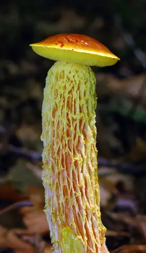 Shaggy-Stalked Bolete (Aureoboletus betula), photo