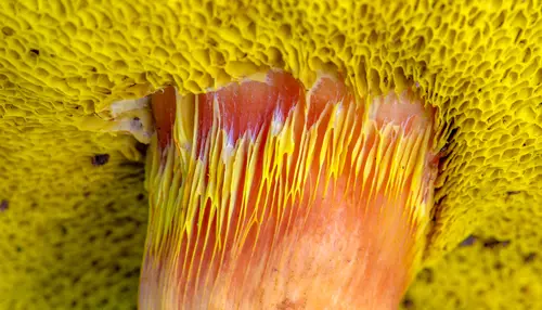 Viscid Bolete (Aureoboletus flaviporus), photo