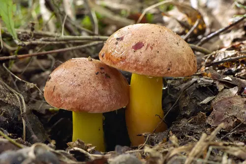 Gilded Bolete (Aureoboletus gentilis), photo