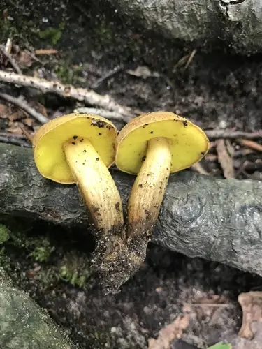 Clustered Brown Bolete (Aureoboletus innixus), photo