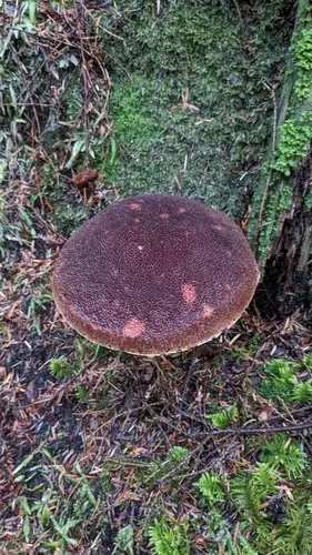 Admirable Bolete (Aureoboletus mirabilis), photo