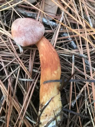 Aureoboletus projectellus (Aureoboletus projectellus), photo