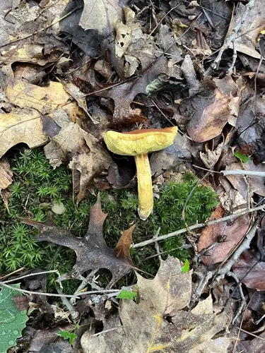 Roxane's Bolete (Aureoboletus roxanae), photo