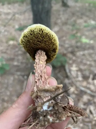 Russell's Bolete (Aureoboletus russellii), photo