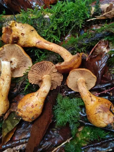 Tawny Webcap (Aureonarius callisteus), photo