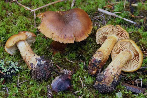 Sunset Webcap (Aureonarius limonius), photo