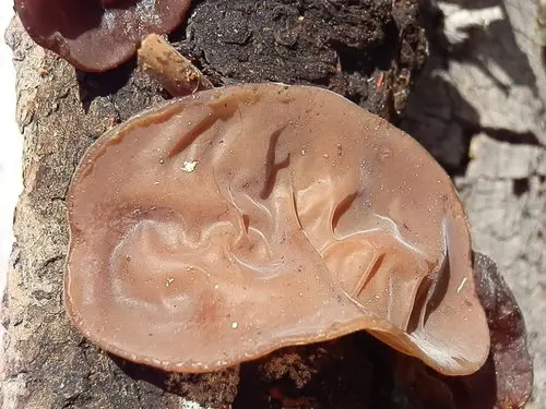 American Ear Fungus (Auricularia americana), photo