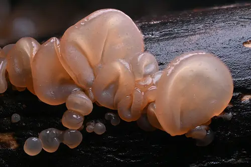 Auricularia angiospermarum (Auricularia angiospermarum), photo