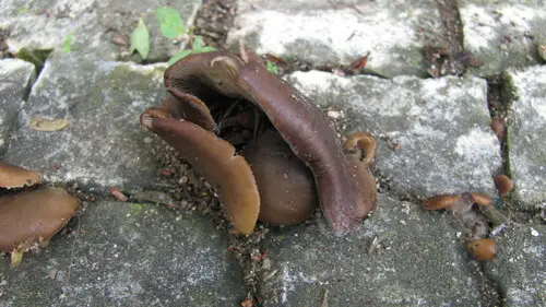 Jelly Ear (Auricularia auricula-judae), photo