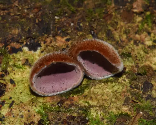Ear Fungus (Auricularia cornea), photo