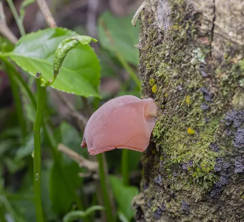 Auricularia fuscosuccinea (Auricularia fuscosuccinea), photo