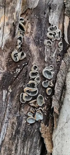 Black-Eared Fungus (Auricularia nigricans), photo