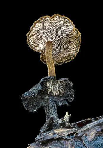 Earpick Fungus (Auriscalpium vulgare), photo