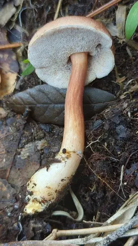 Graceful Bolete (Austroboletus gracilis), photo