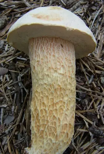 White Coarsely-Ribbed Bolete (Austroboletus subflavidus), photo